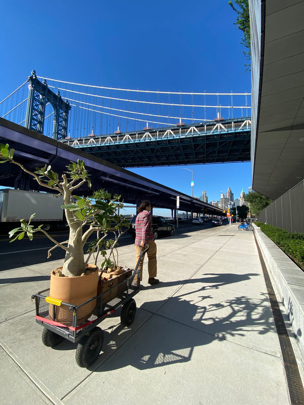 Person pushing a cart with a large plant under the Manhattan Bridge in New York City.